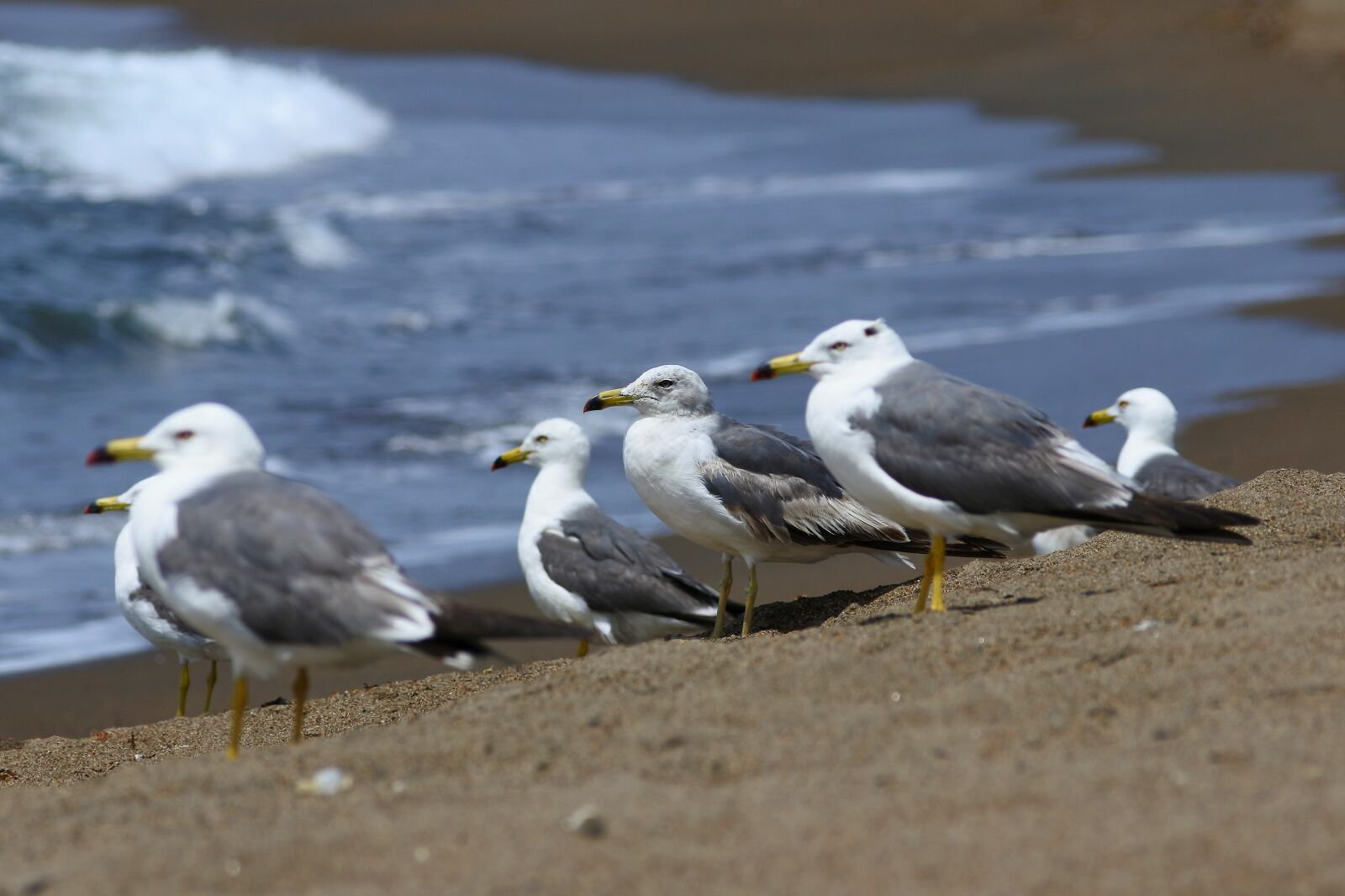 Nikon 1 J5 + VR 55-200mm f/4-5.6G sample photo. Animal, sea, beach photography