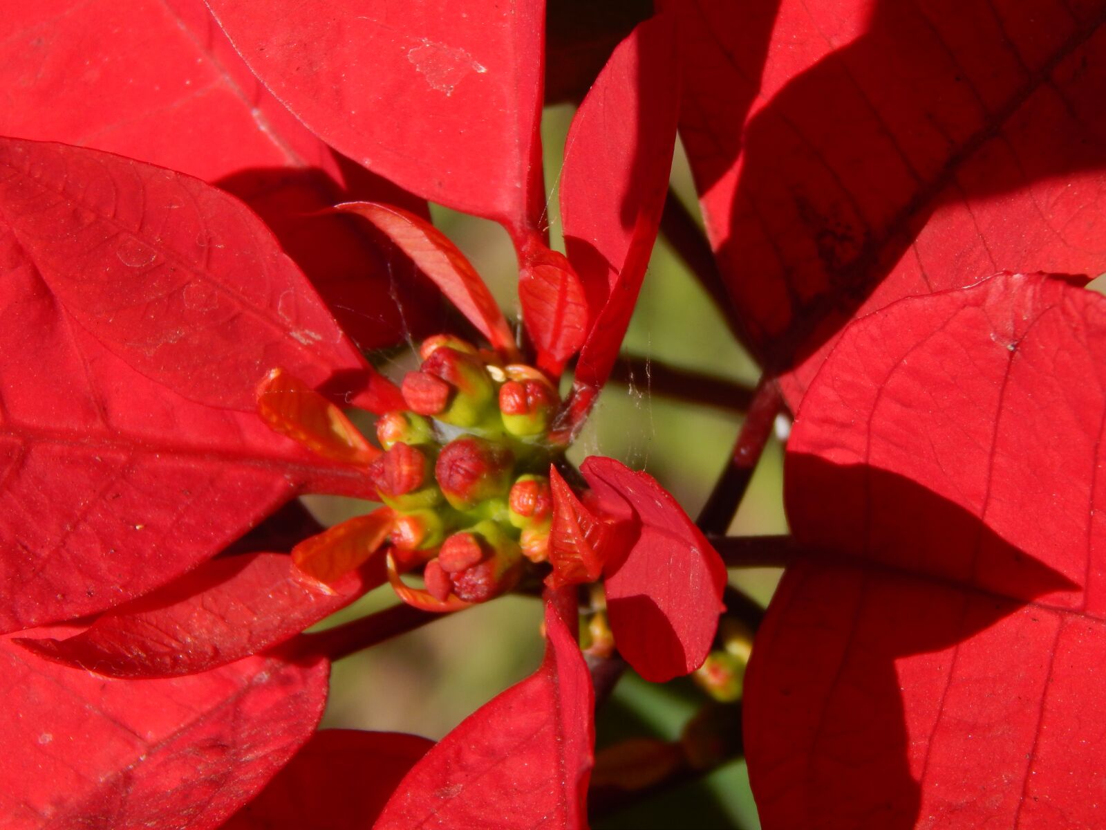 Nikon Coolpix L820 sample photo. Flower, red flower, pistils photography