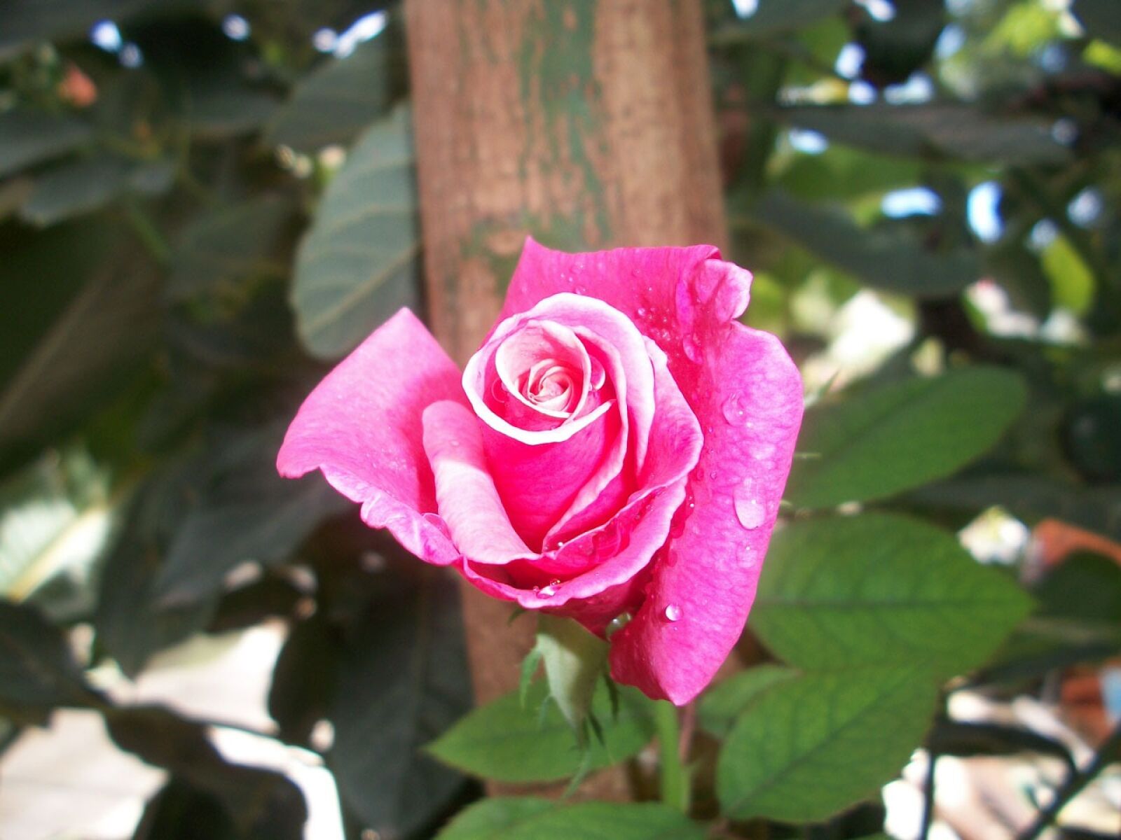 Kodak EASYSHARE M340 DIGITAL CAMERA sample photo. Flower, rose, pink photography