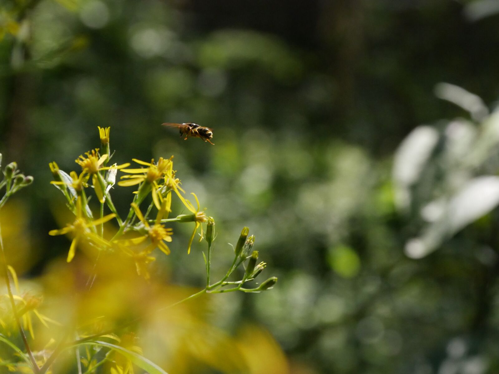 Panasonic DMC-G70 sample photo. Bee, insect, flower photography