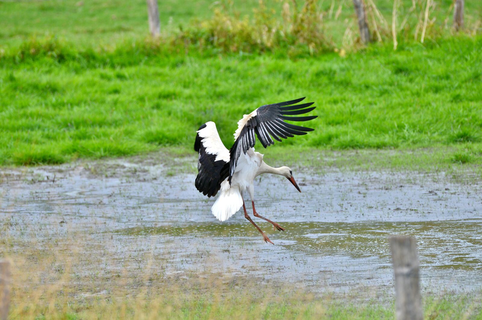 Nikon D600 sample photo. Stork, bird, fly photography