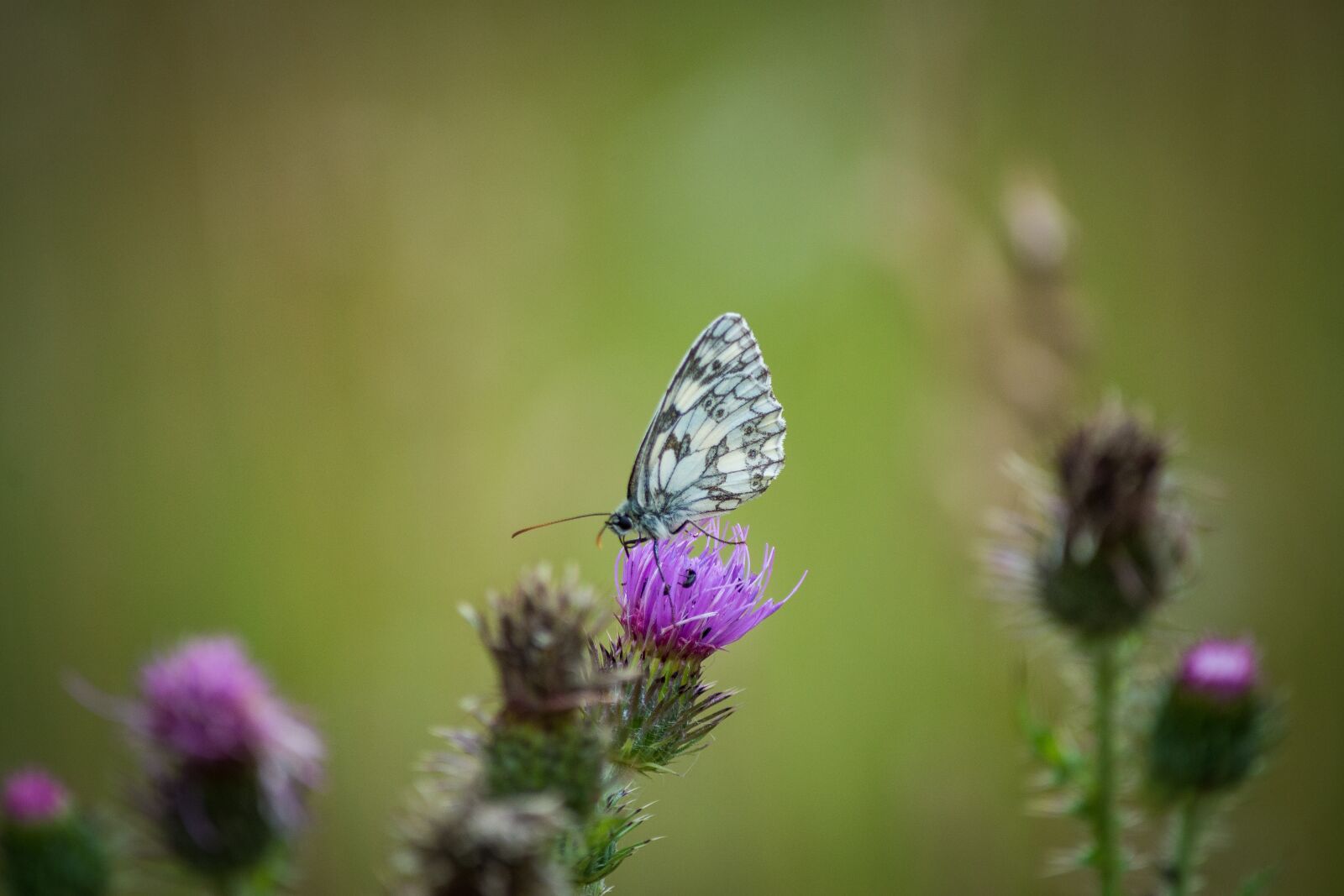 Nikon D7200 sample photo. Butterfly, macro, small chess photography