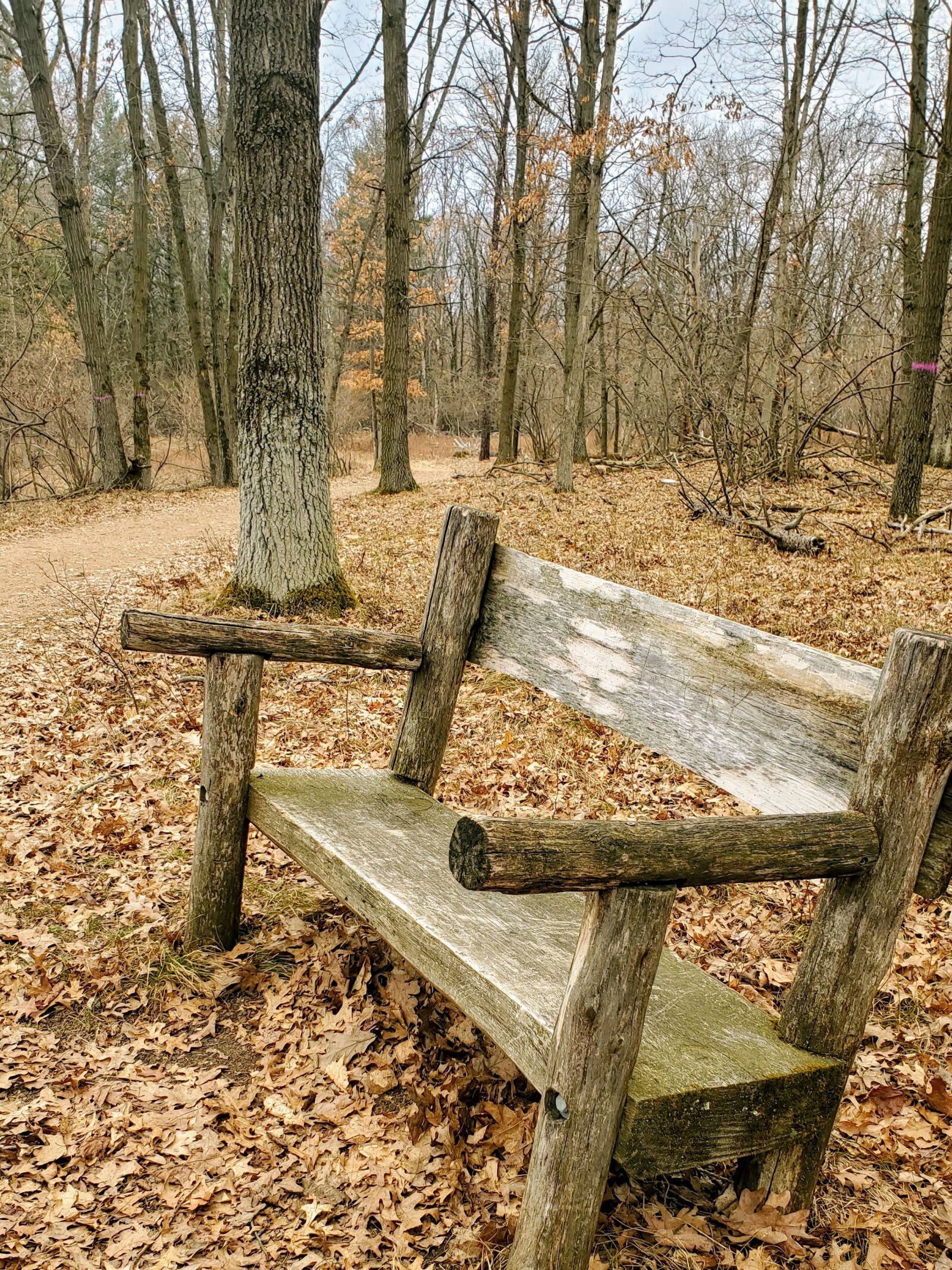 Samsung Galaxy S10e sample photo. Fall, bench, leaves photography