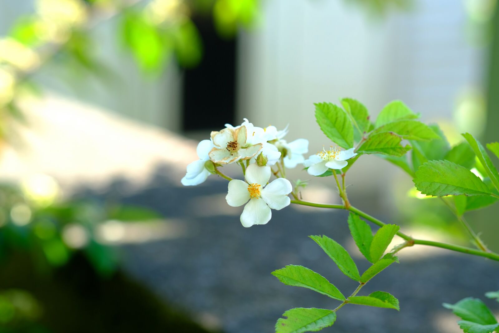 Fujifilm X-T20 sample photo. Five finger shrub, finger photography
