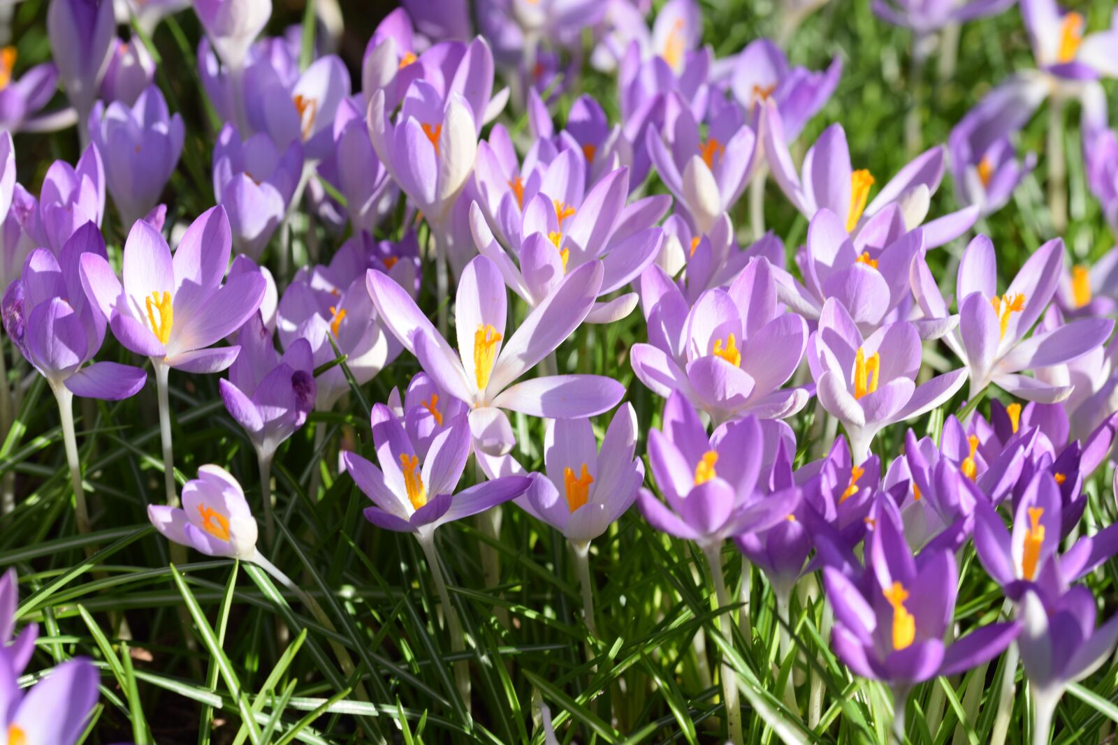 Nikon D5300 sample photo. Crocus, spring, flowers photography