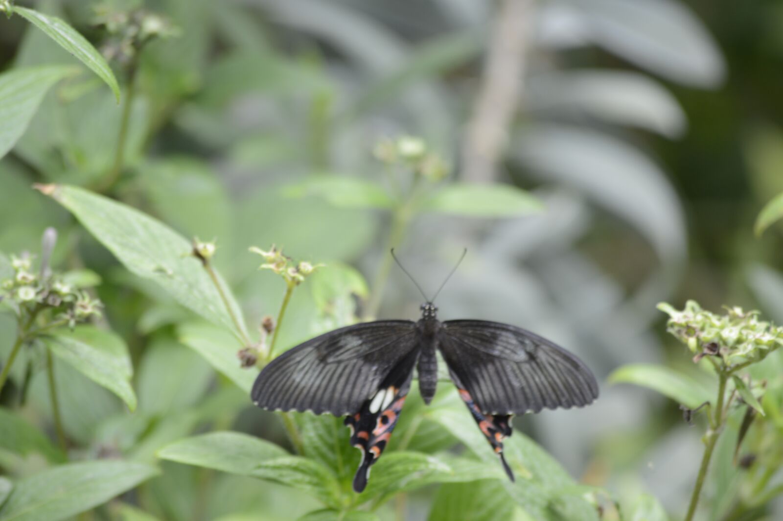 Nikon D3200 sample photo. Butterfly, insect, flower photography