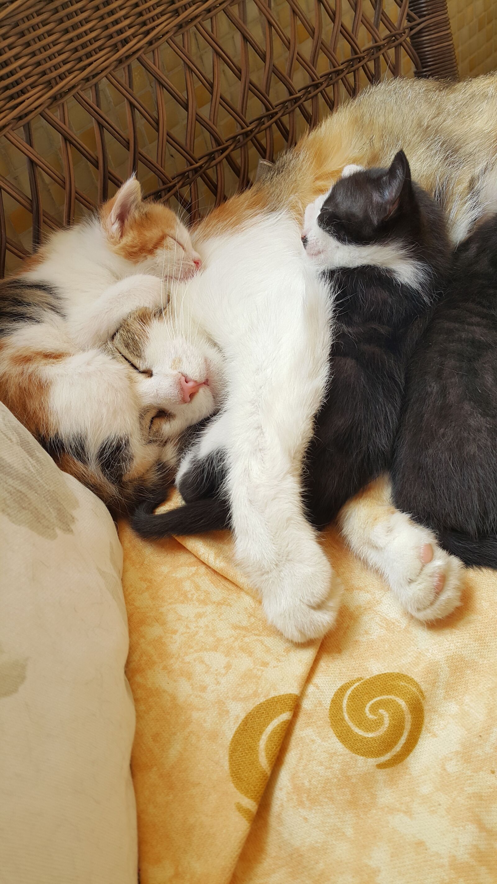 Samsung Galaxy Note4 sample photo. Cat, family, baby photography