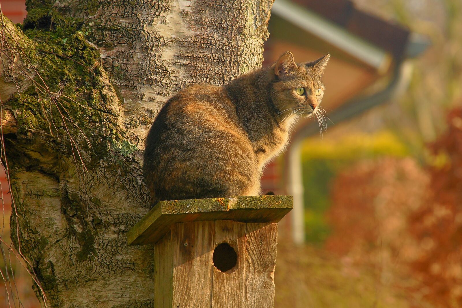 Sony a99 II sample photo. Cat, domestic cat, garden photography