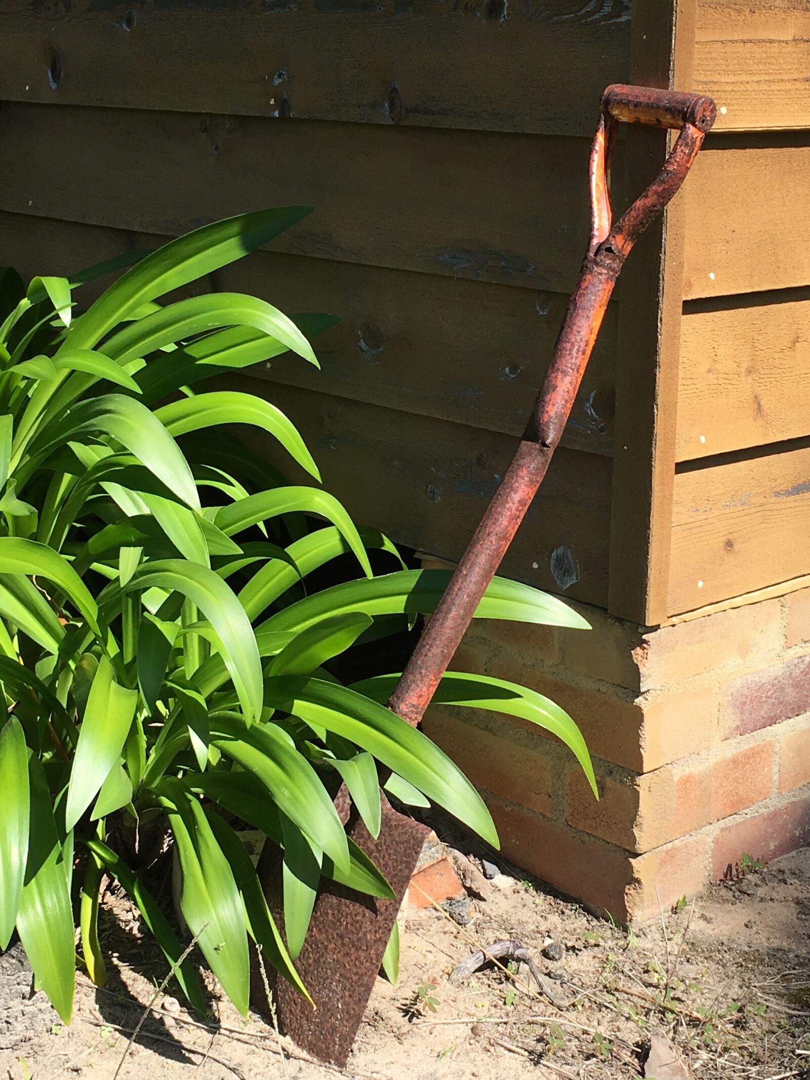 Apple iPhone 6s sample photo. Art, garden photography