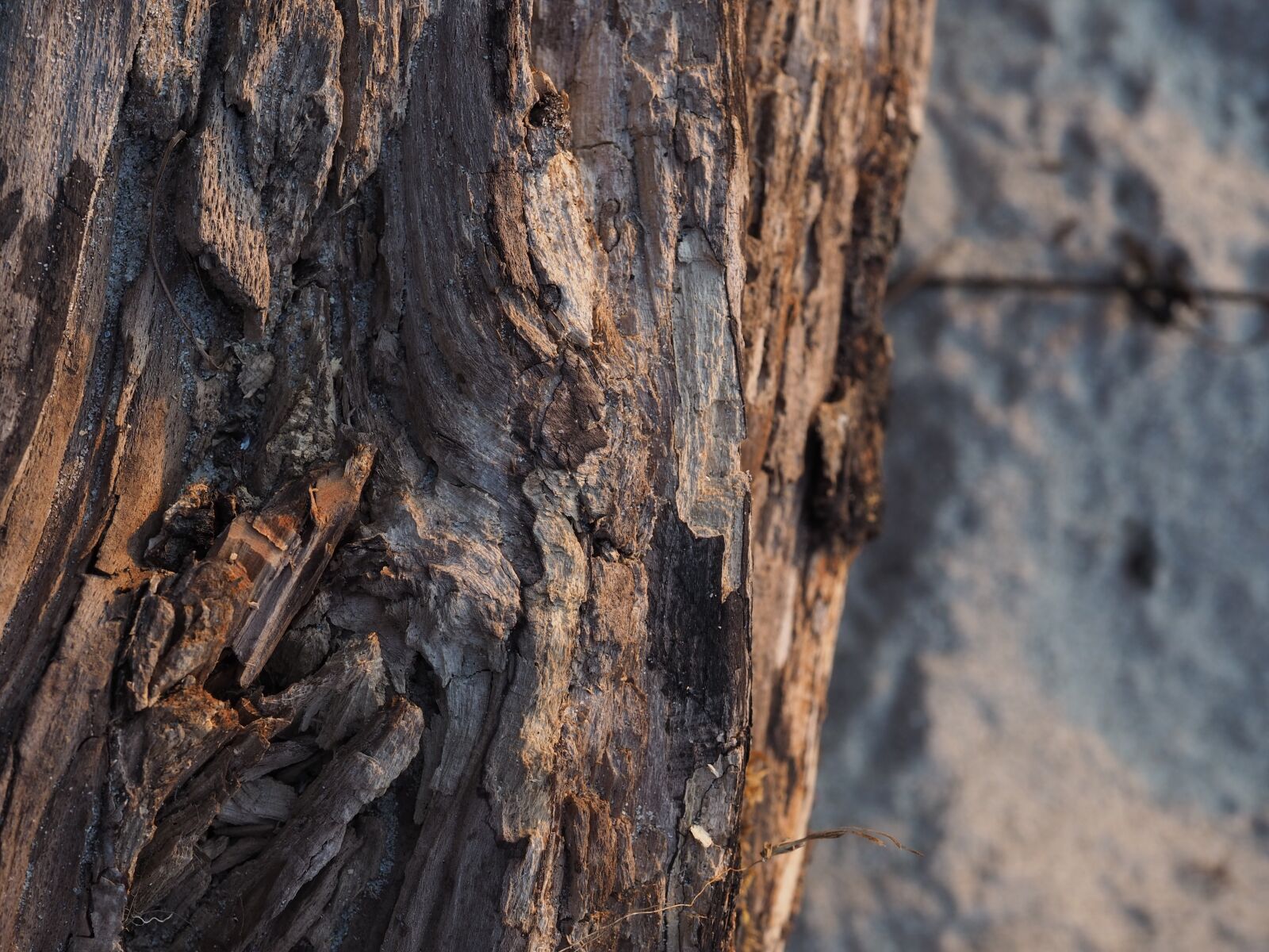 Olympus OM-D E-M10 III sample photo. Wood, drift wood, beach photography