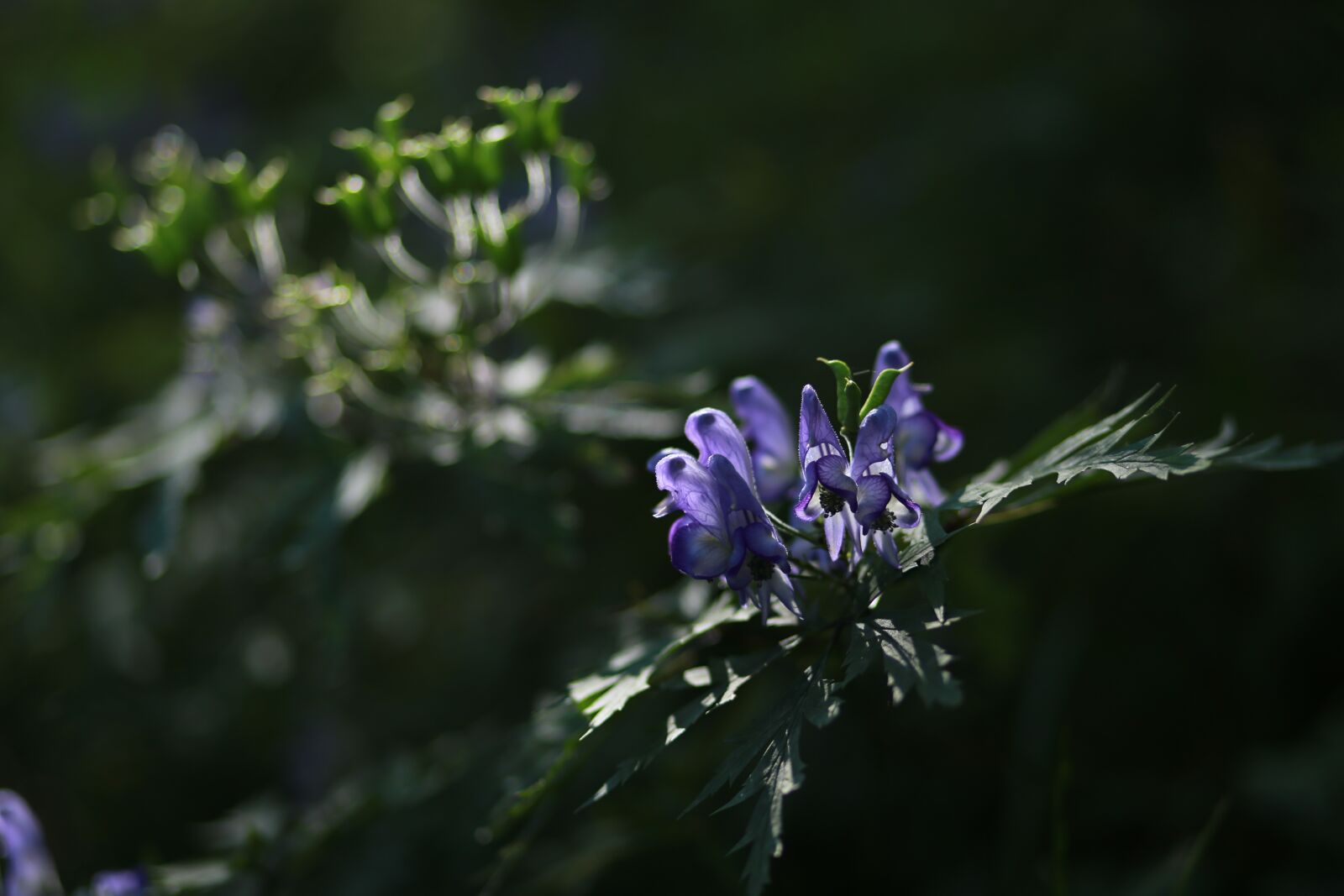 Canon EF 85mm F1.8 USM sample photo. Headpiece flower, wildflower, flowers photography