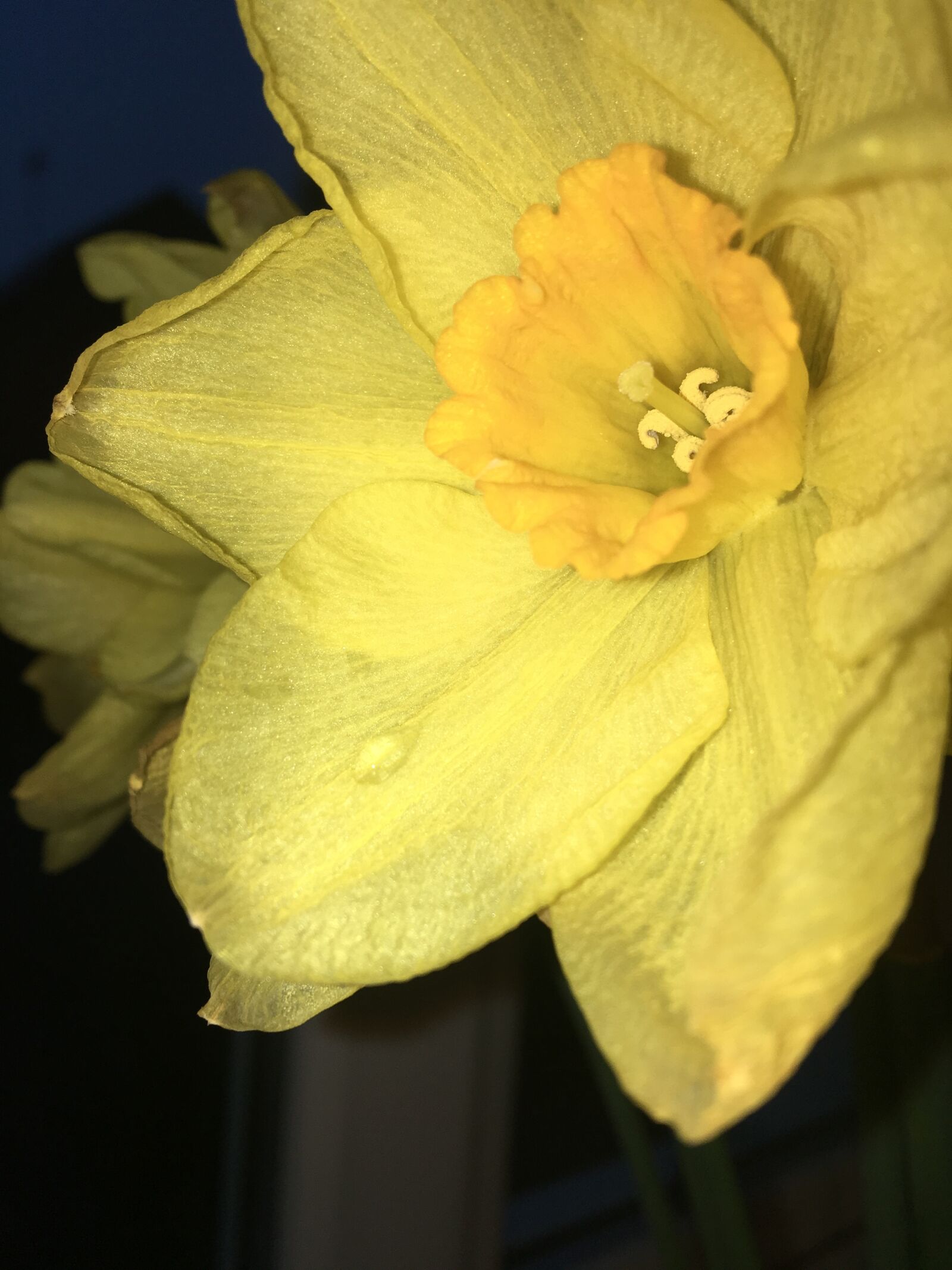 Apple iPhone 6s sample photo. Flower, daffodil, nature photography