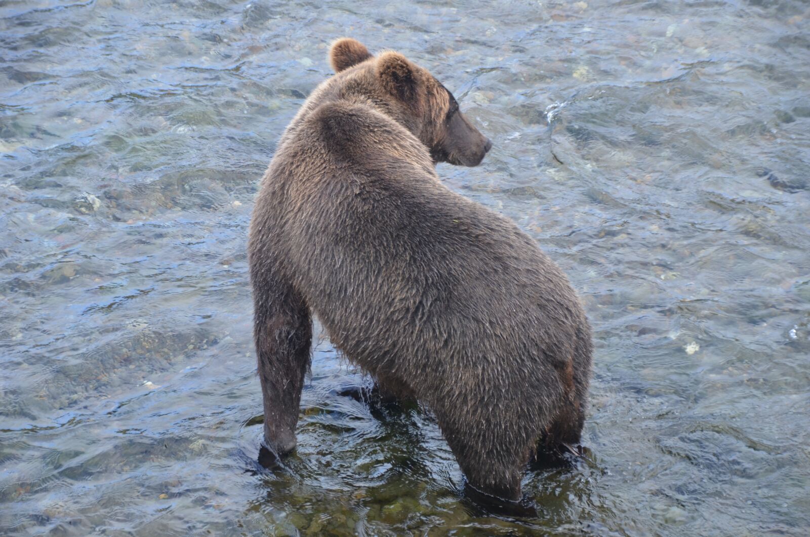 Nikon D7000 sample photo. Brooks fall, bear, alska photography