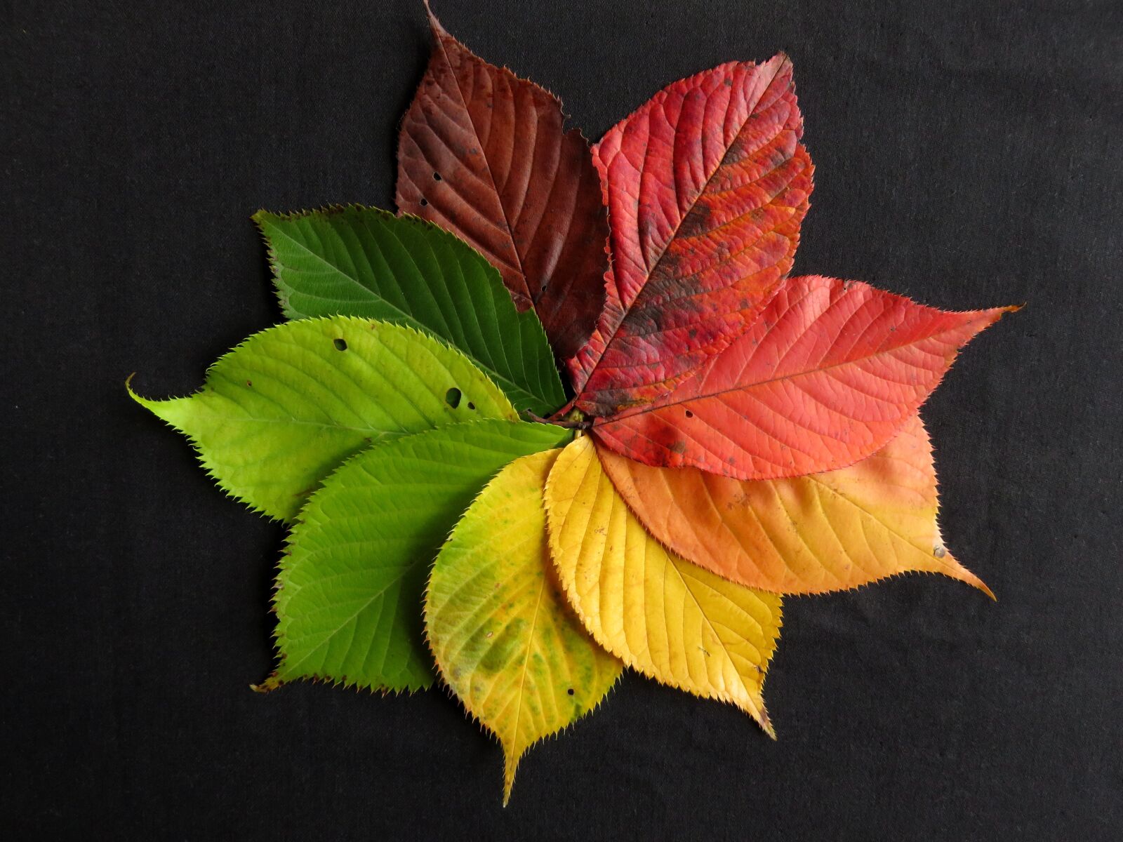 Canon PowerShot SX710 HS sample photo. Autumn leaves, fall leaves photography