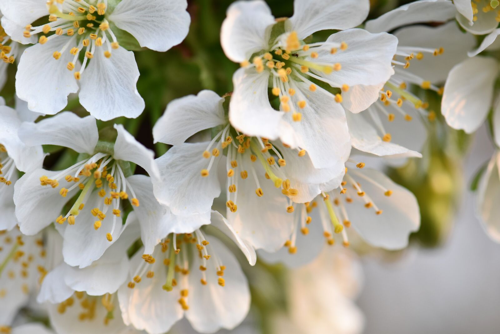 Nikon D5500 sample photo. Cherry blossoms, bloom, plant photography