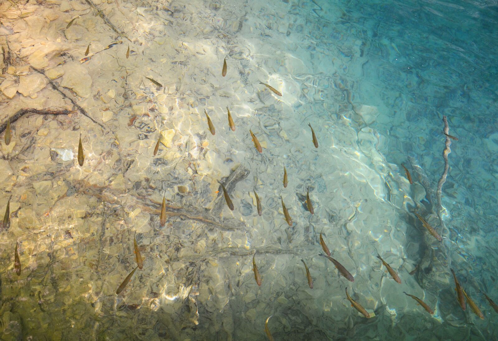 Nikon D7000 sample photo. Fish, lake, water photography