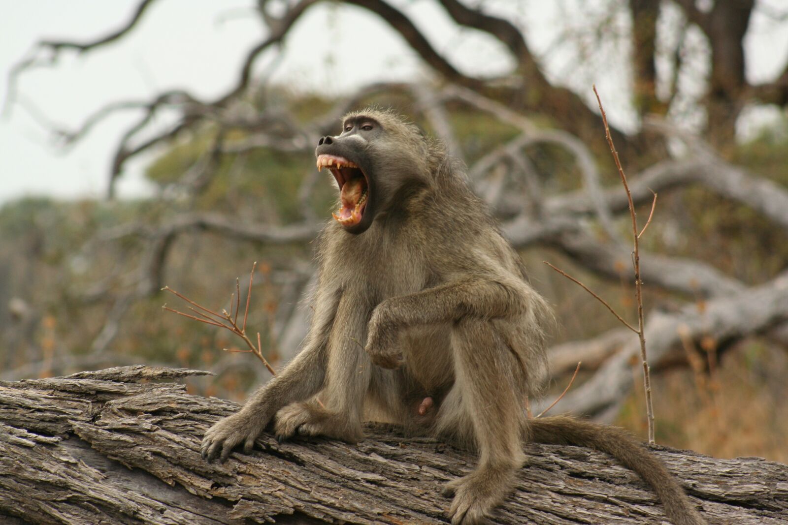 Canon EOS 350D (EOS Digital Rebel XT / EOS Kiss Digital N) sample photo. Animals, monkeys, wild life photography