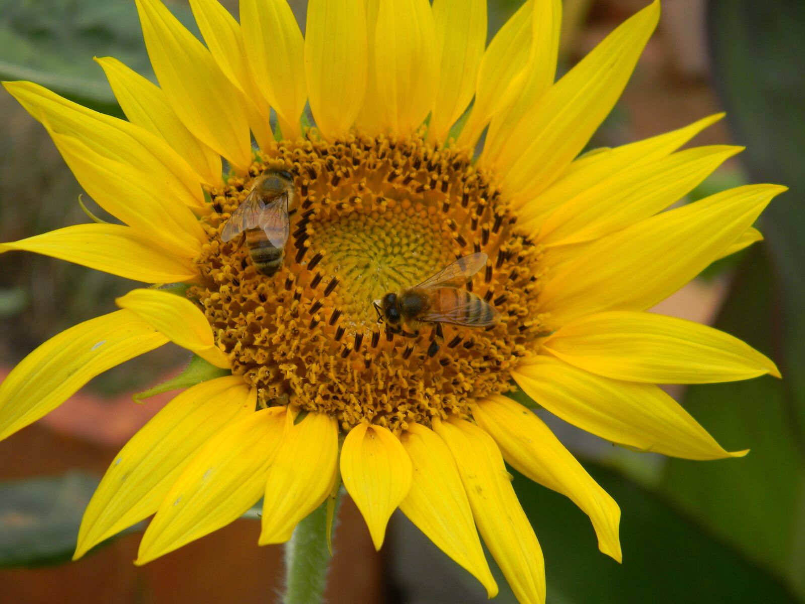 Nikon Coolpix L110 sample photo. Sunflower, bees, flower bee photography