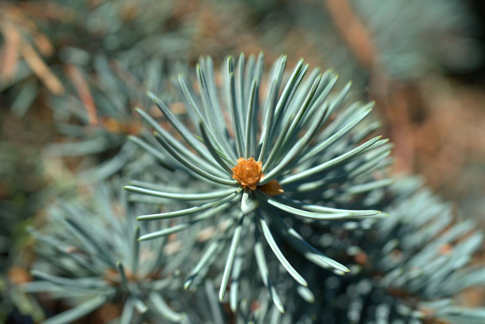 Sony FE 50mm F2.8 Macro sample photo. Fir tree, needles, tree photography