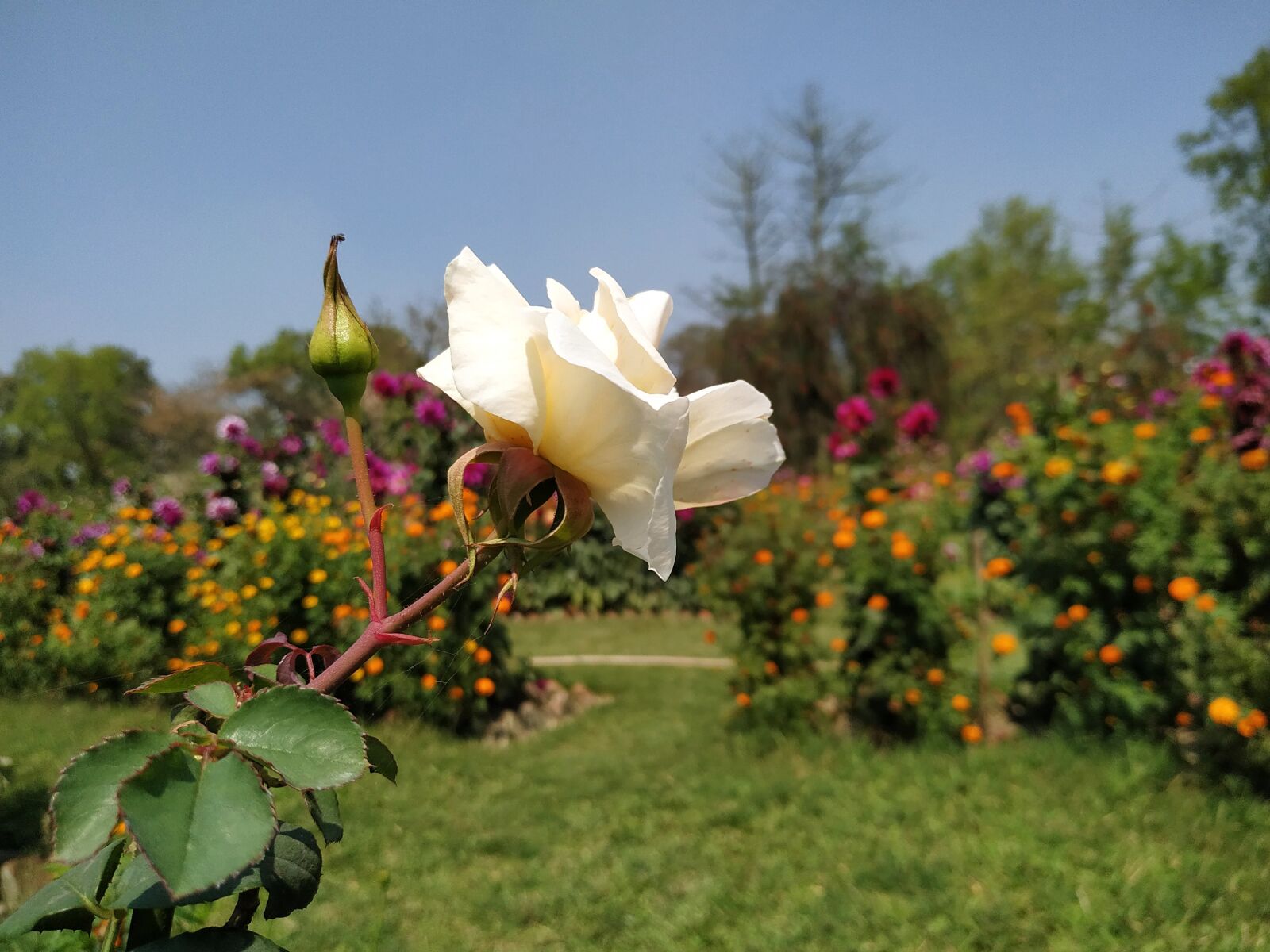 Xiaomi Redmi Note 6 Pro sample photo. Rose, plant, background photography