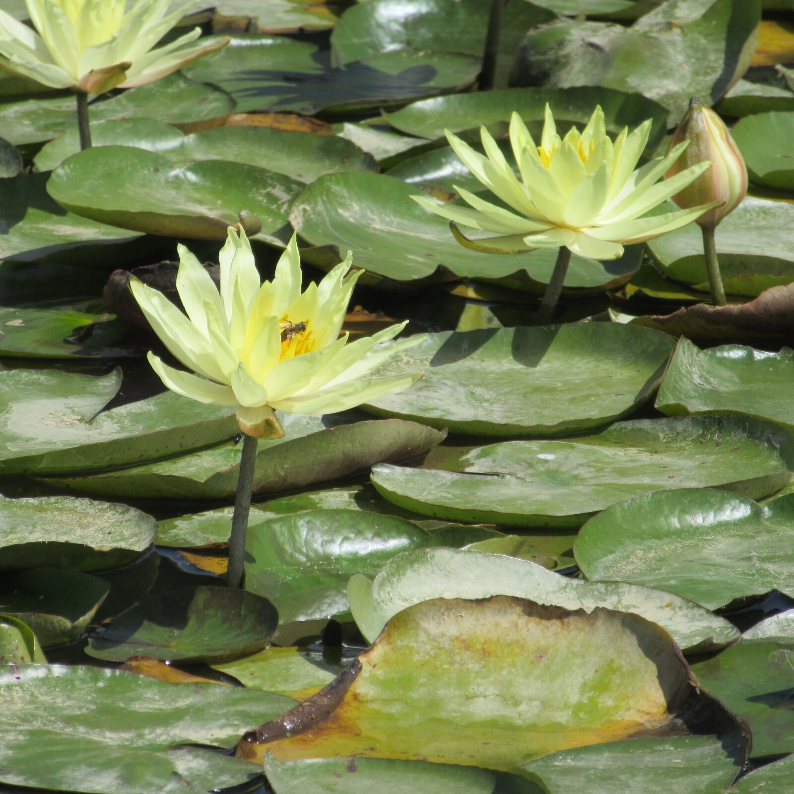 Canon PowerShot SX600 HS sample photo. Yellow, water-lily, flowers photography