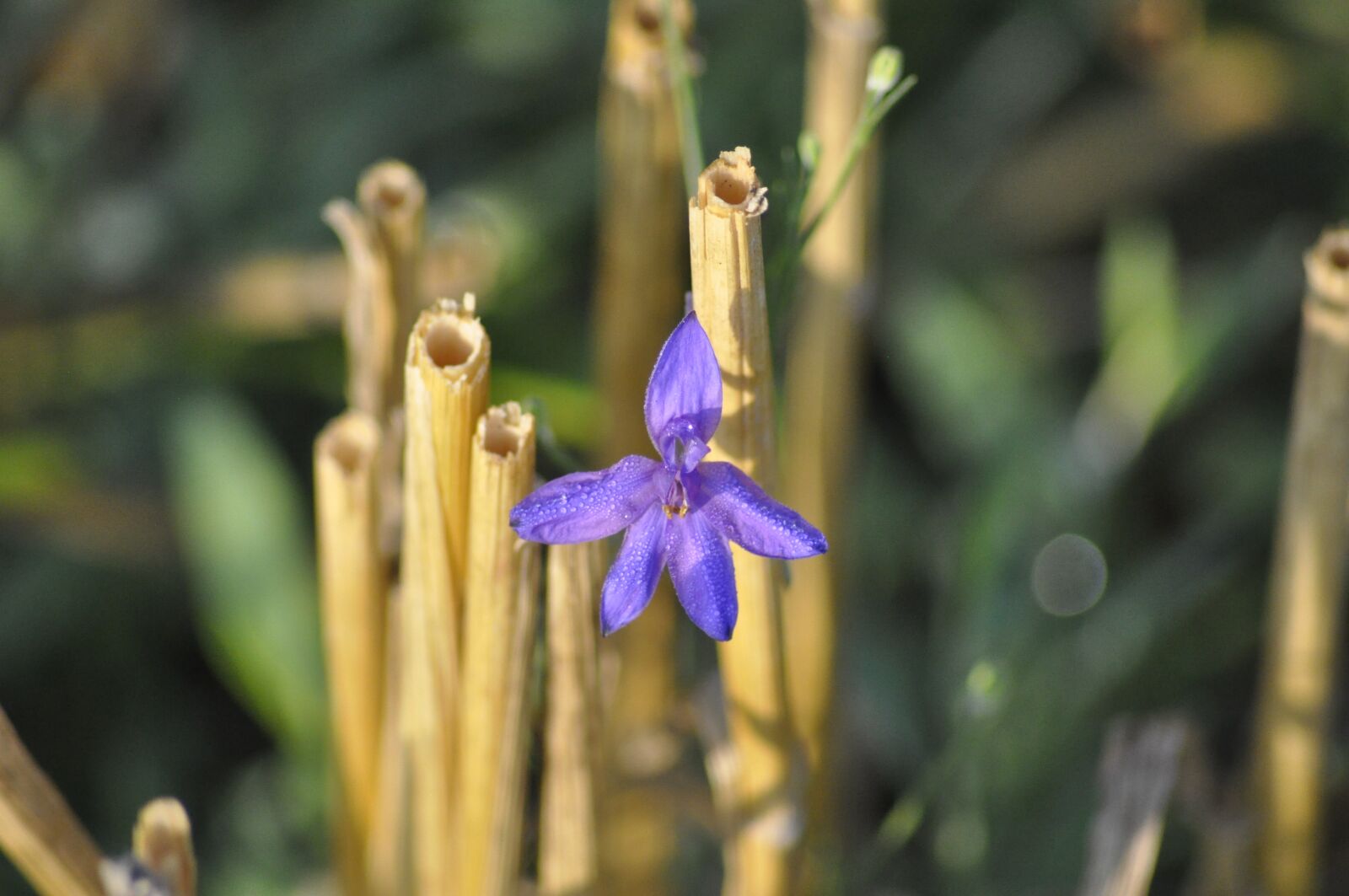 Nikon D90 sample photo. Flower, macro, dew photography
