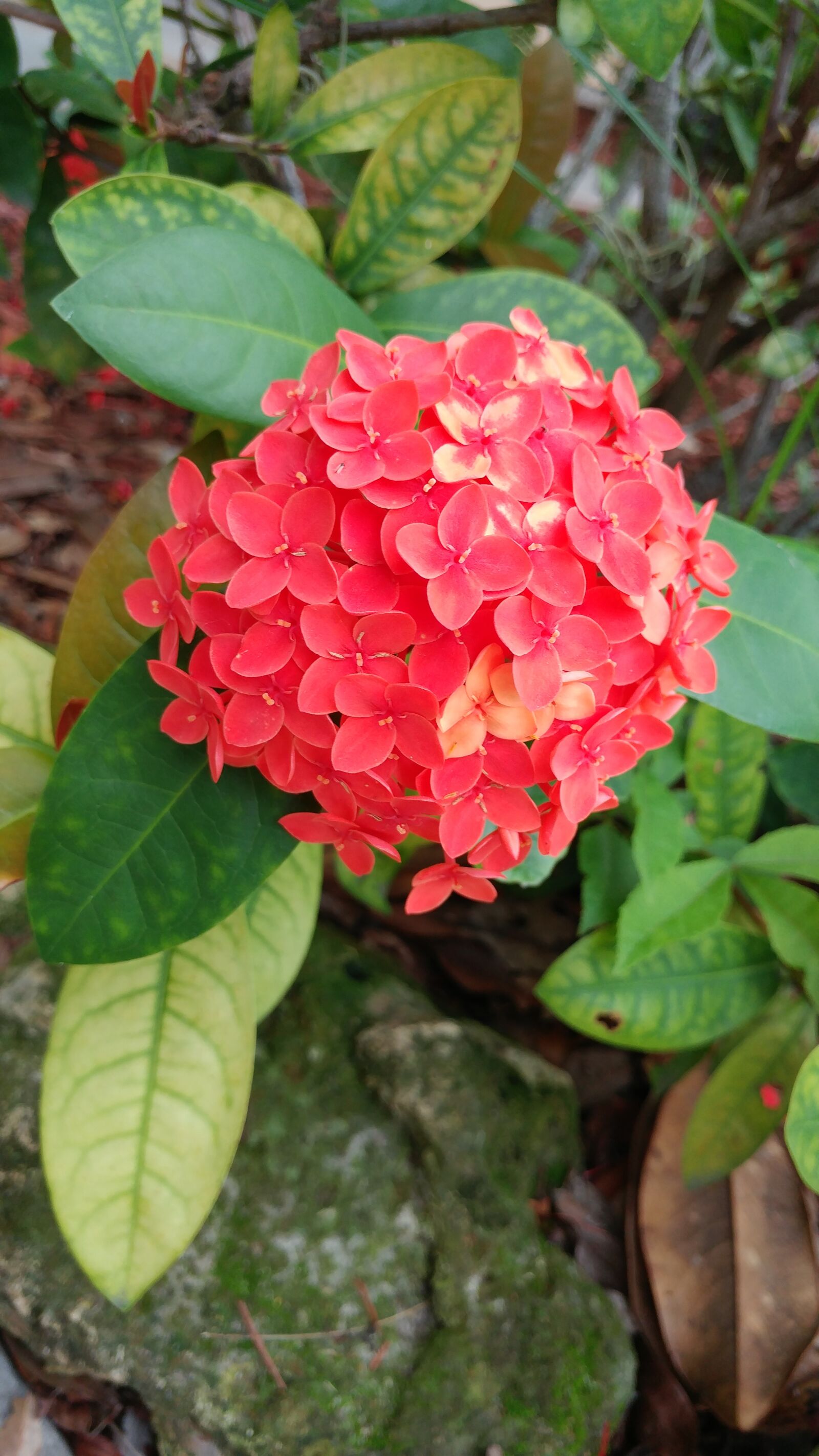 LG G5 sample photo. Flower, red, nature photography