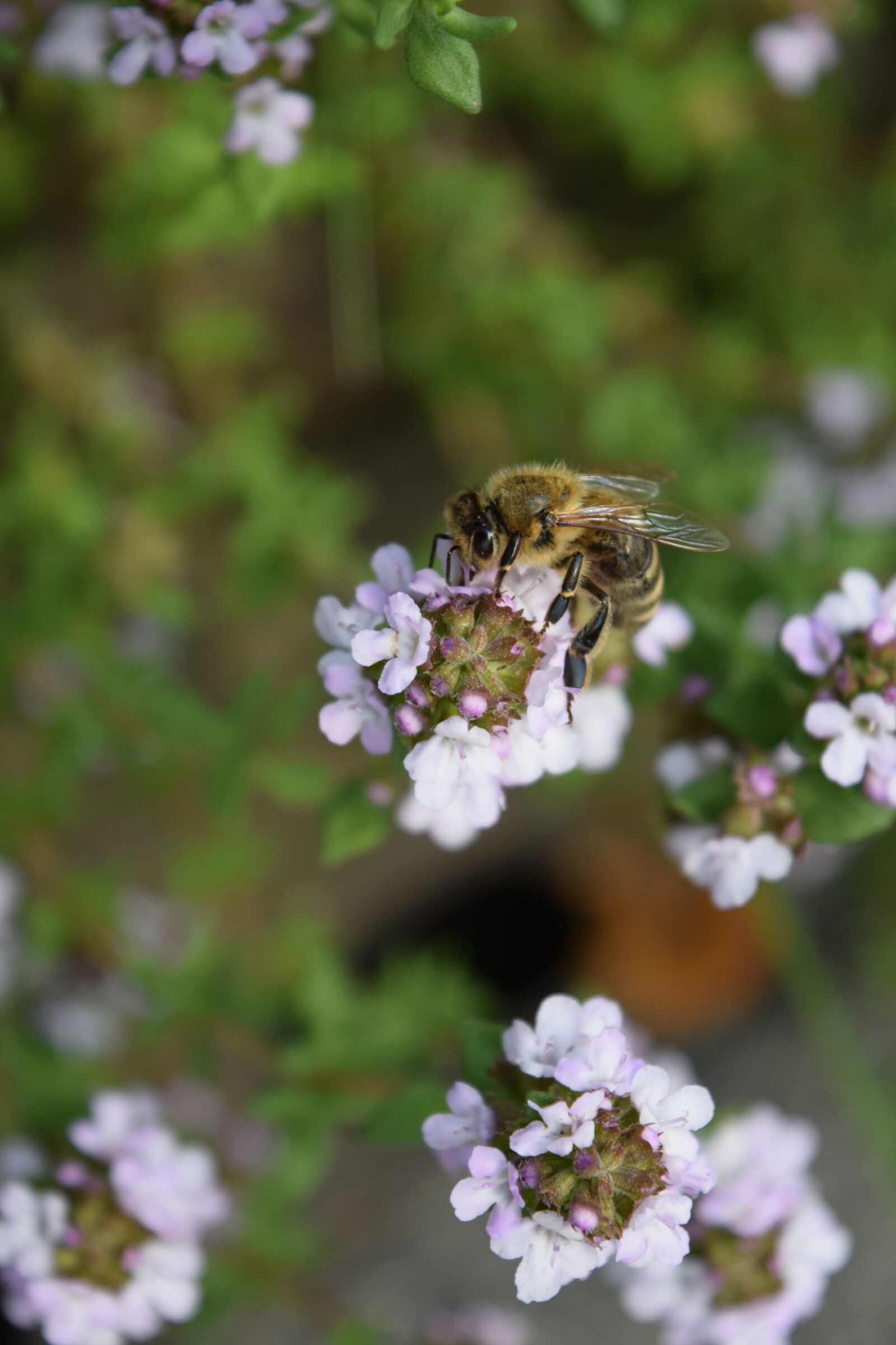 Nikon D3300 sample photo. Bee, close up, insect photography