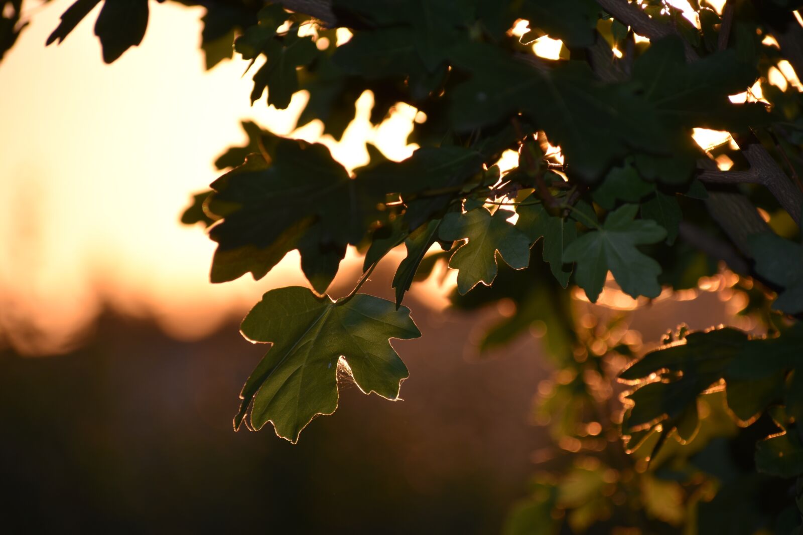 Nikon D3500 sample photo. Nature, tree, sun photography