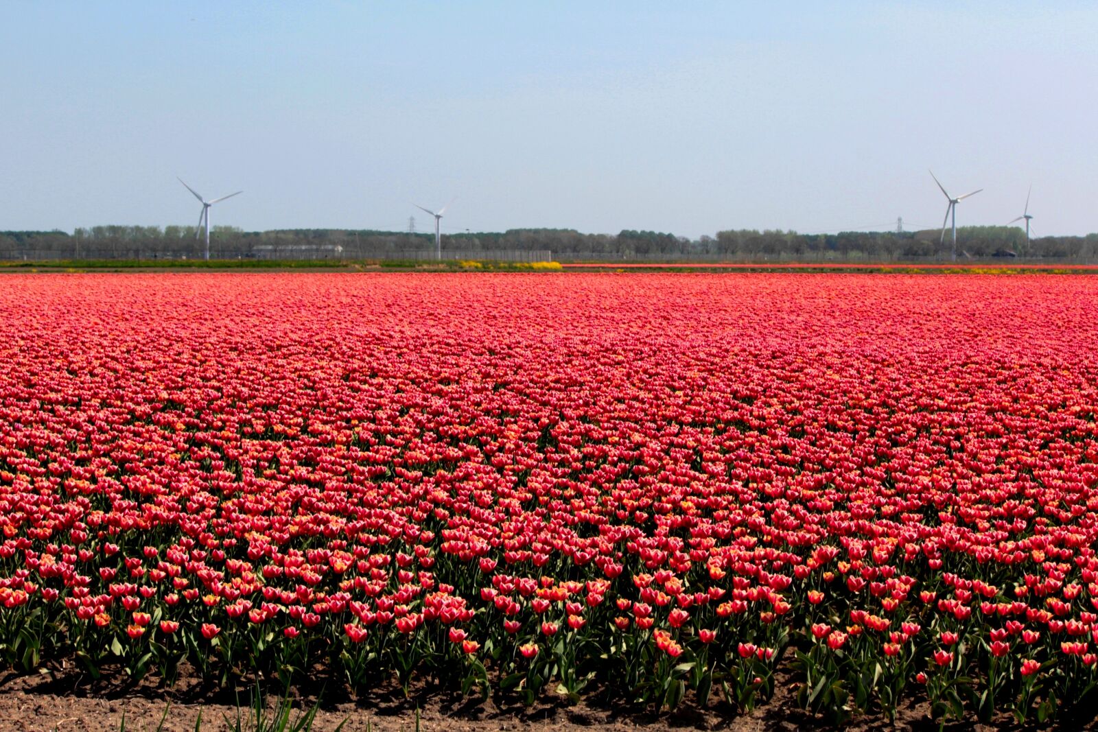Canon EOS 600D (Rebel EOS T3i / EOS Kiss X5) + Canon EF-S 55-250mm F4-5.6 IS sample photo. Tulip fields, bulbs, tulips photography