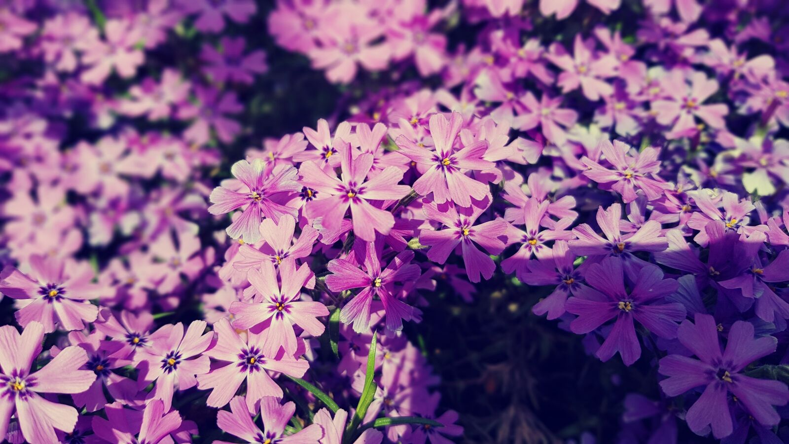 Samsung Galaxy S8 sample photo. Flowers, garden, plants photography
