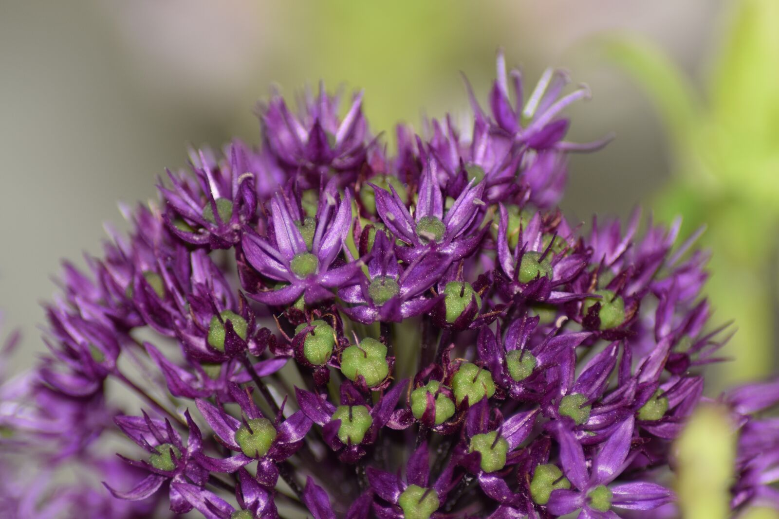 Nikon D5300 sample photo. Flowers, purple, bees photography