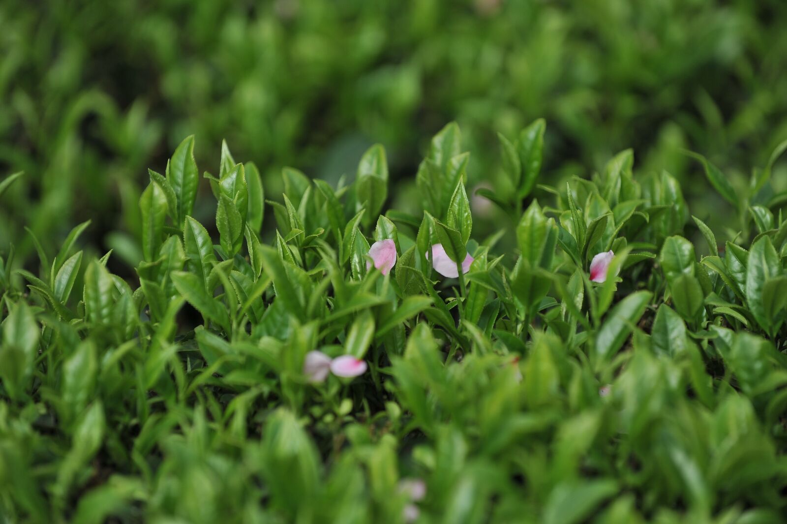 Nikon D700 sample photo. Tea garden, tea, green photography