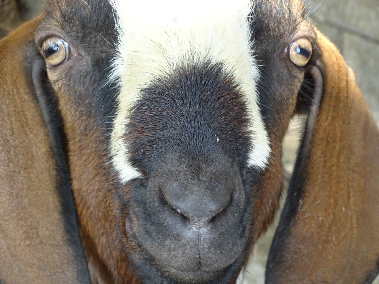 Sony Cyber-shot DSC-HX400V sample photo. Eyers, eyes, got, noze photography