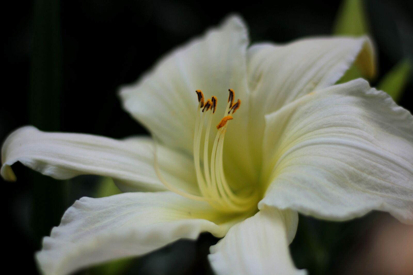 Canon EOS 600D (Rebel EOS T3i / EOS Kiss X5) sample photo. Hemerocallis ice carnival, daylily photography