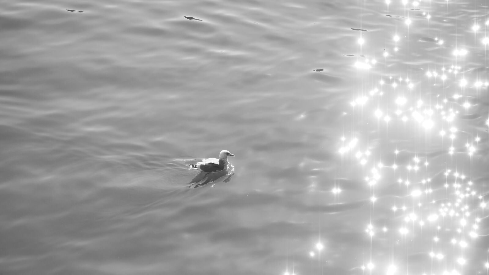 Olympus OM-D E-M1 Mark II sample photo. Migratory birds, river, glitter photography