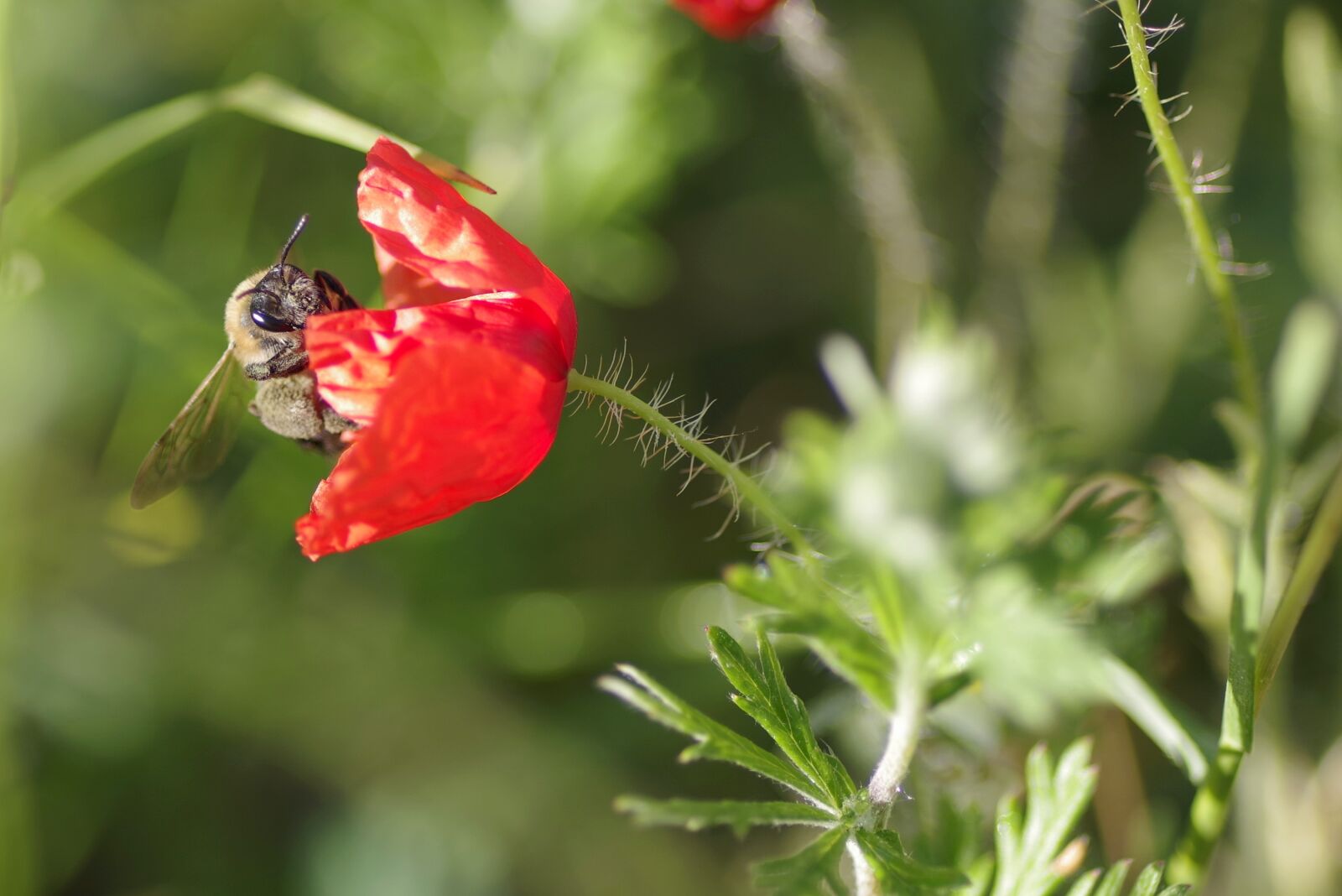 Pentax K-S2 sample photo. Poppy, flower, bee photography