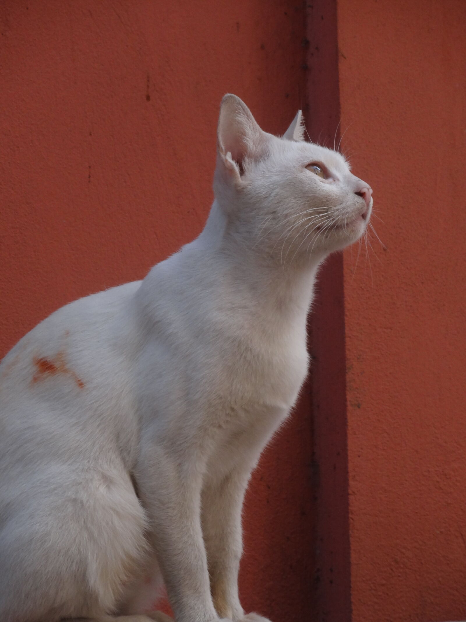 Sony Cyber-shot DSC-HX7V sample photo