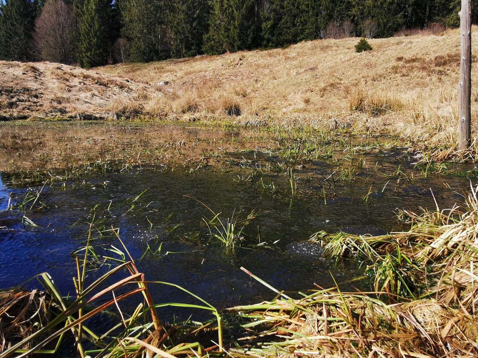 HUAWEI P30 sample photo. Biotope, nature, nature conservation photography