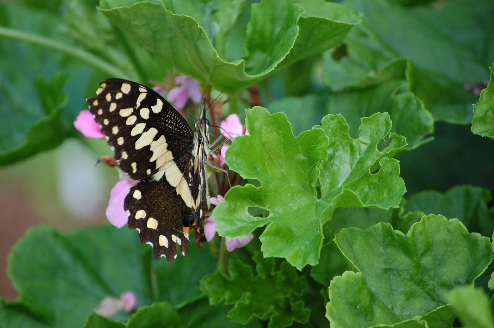 Nikon D40 sample photo. Butterfly, flower, nature photography