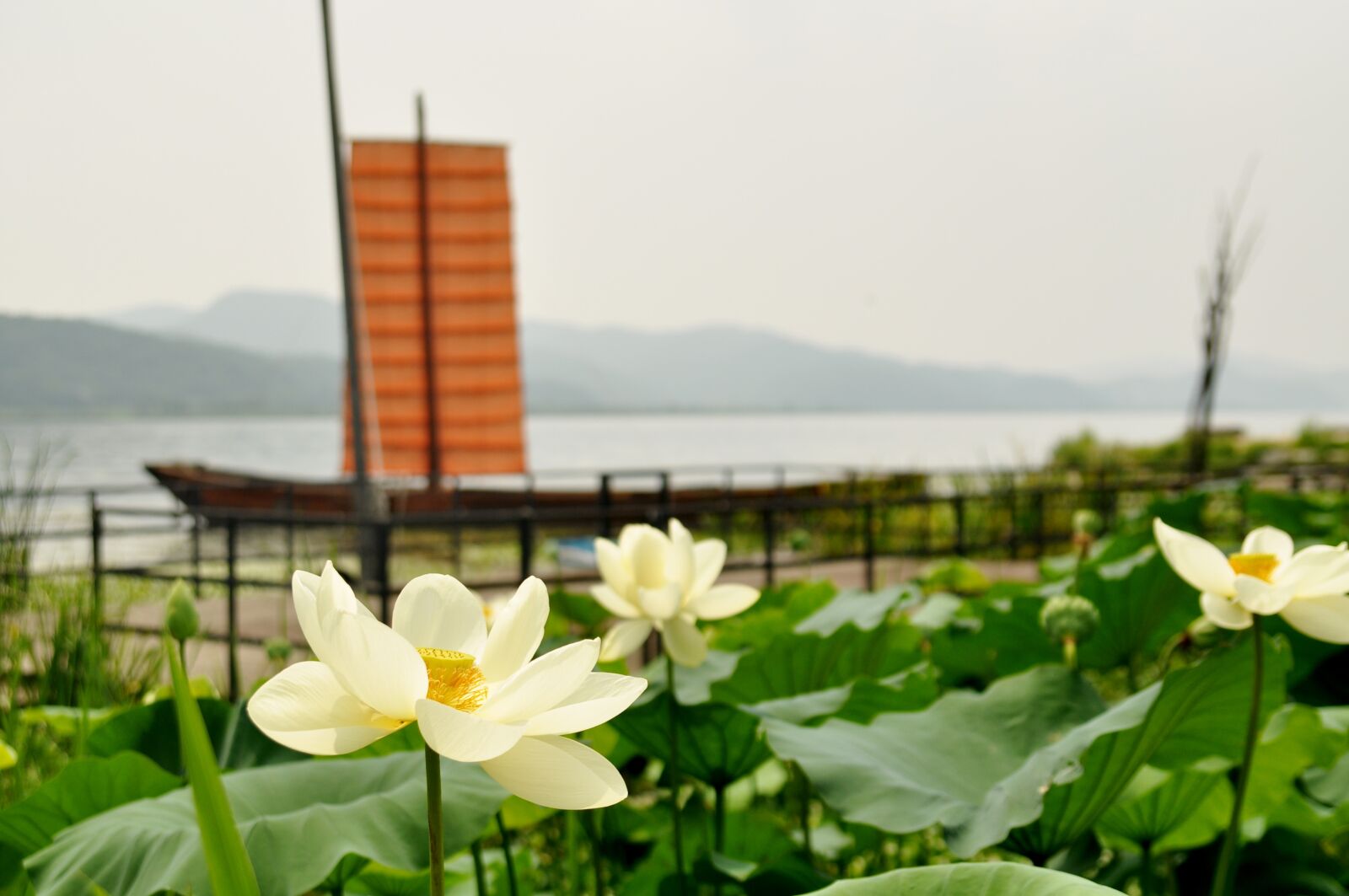 Nikon D90 sample photo. Nature, flower, summer photography