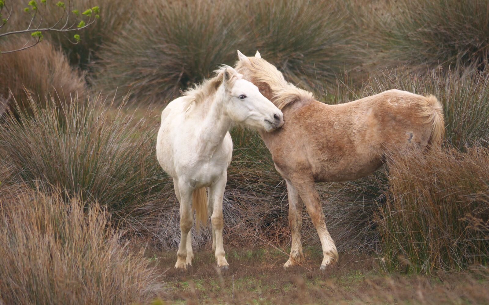 Panasonic Lumix DMC-GX7 sample photo. Animals, horses, youth photography