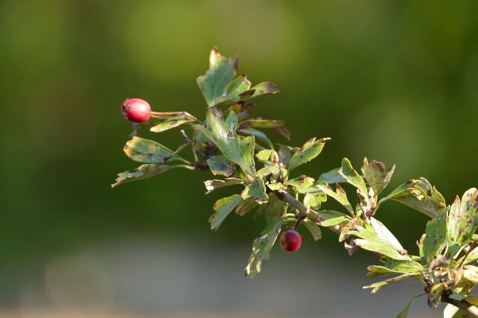 Panasonic Lumix DMC-FZ1000 sample photo. Nature, bushes, fruits photography