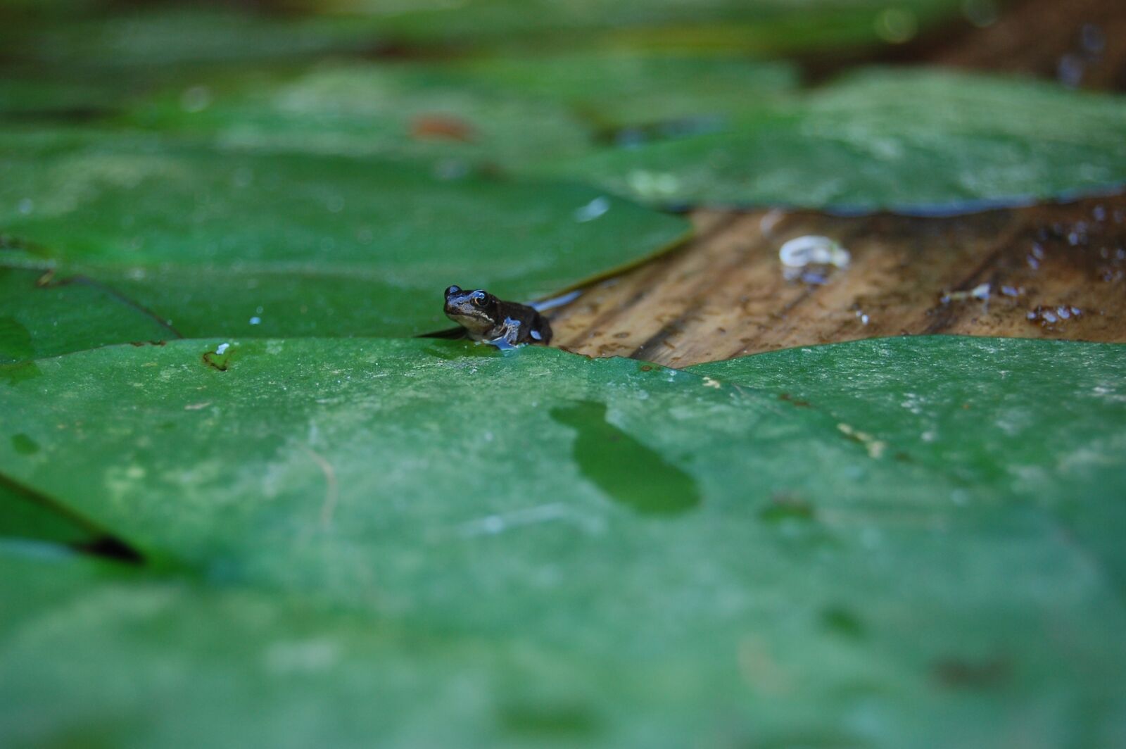 Nikon D40 sample photo. Frog, nature, waterlily photography