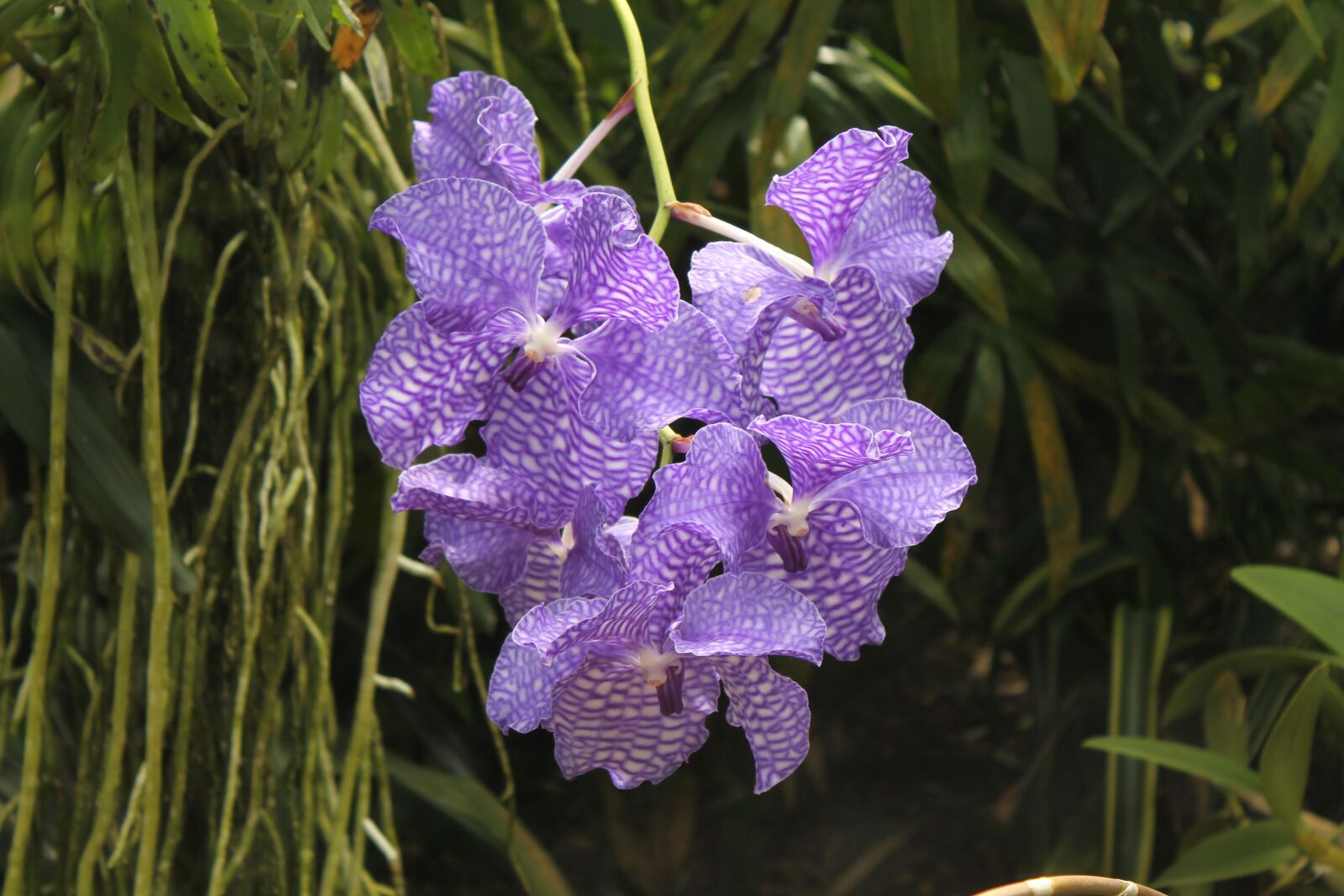 Canon EOS 1100D (EOS Rebel T3 / EOS Kiss X50) sample photo. Orchid, flower, blossom photography