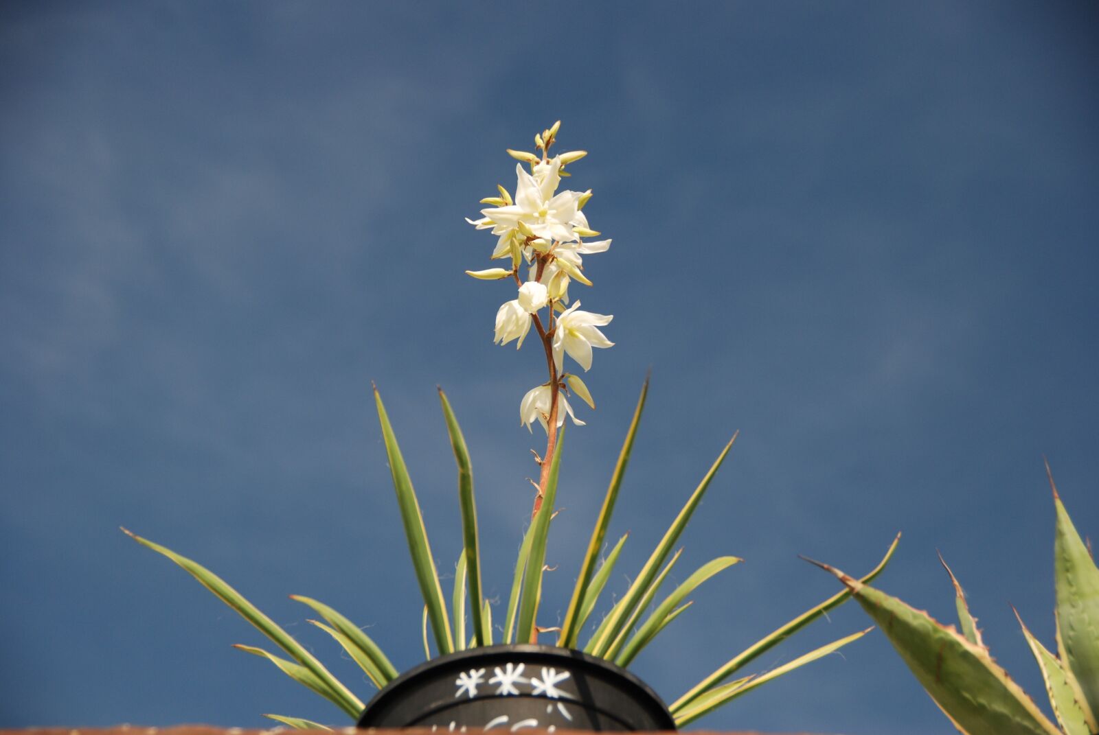 Nikon D80 sample photo. Flower, summer, nature photography