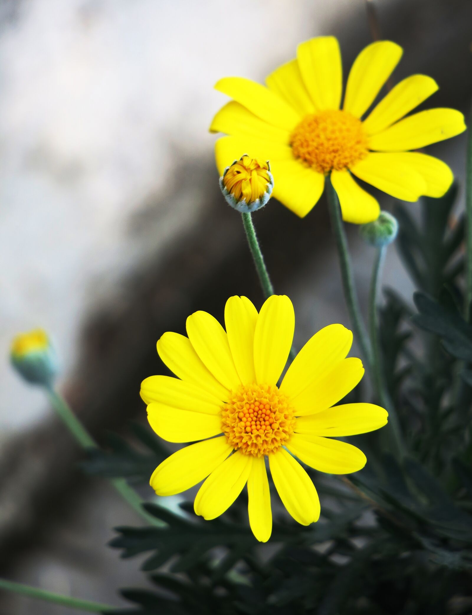 Canon PowerShot G3 X sample photo. Nature, plant, flower photography