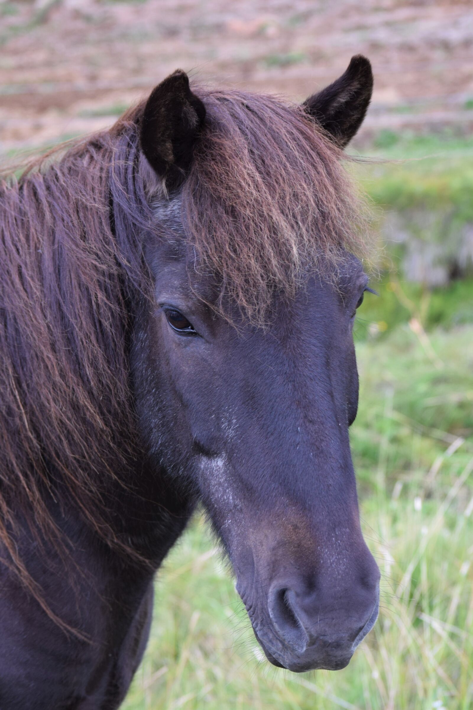 Nikon D3300 sample photo. Horse, head, black photography