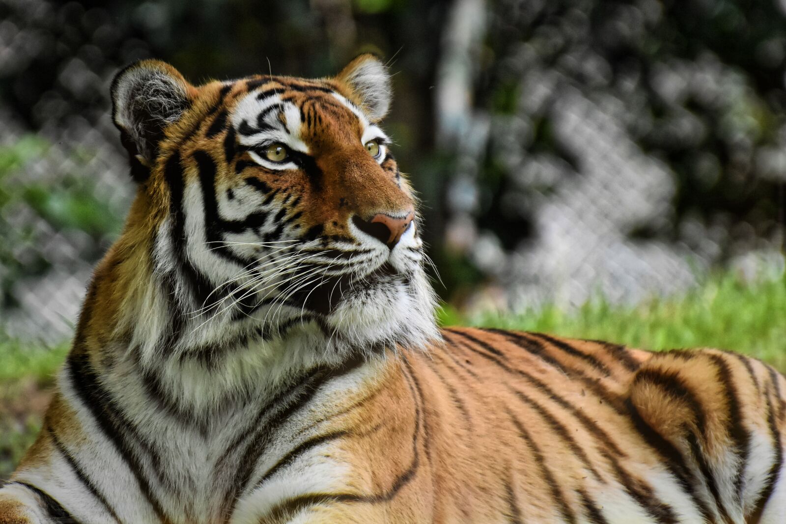 Nikon D7200 sample photo. Tiger, big cat, predator photography