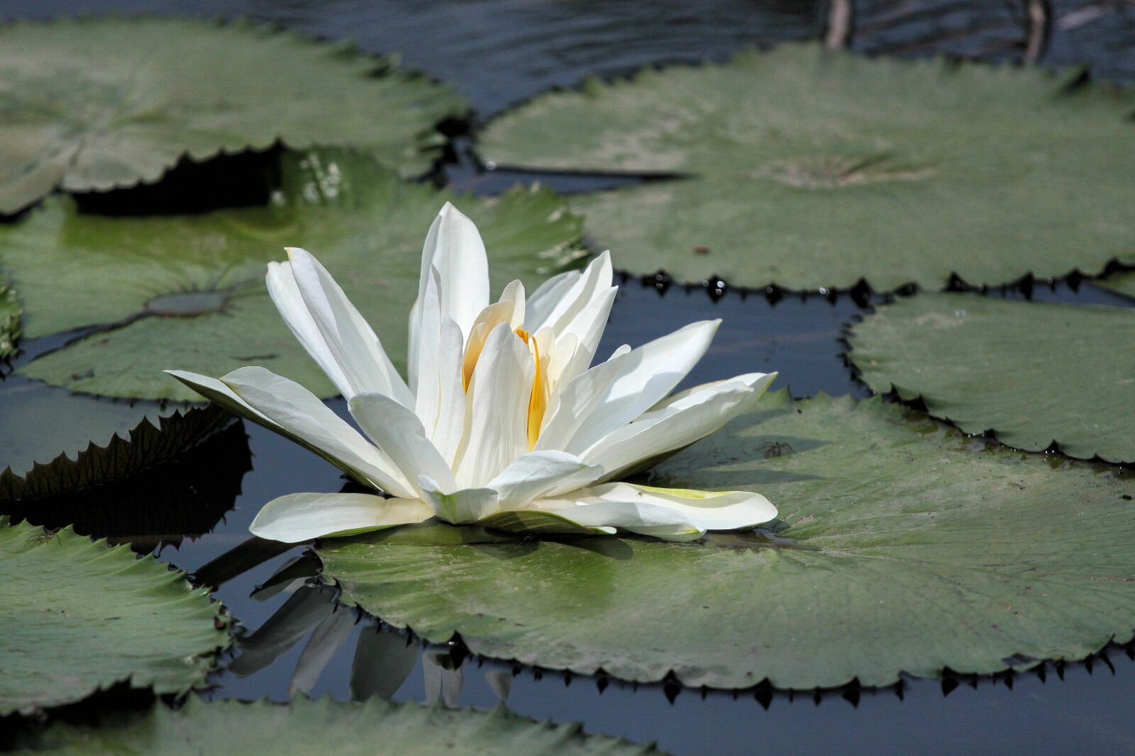 Canon EOS 500D (EOS Rebel T1i / EOS Kiss X3) sample photo. Flowering, nymphaea alba, aquatic photography